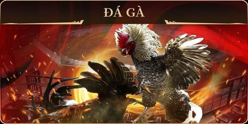Đá gà nhà cái uy tín số 1 - Trải nghiệm đấu kê hấp dẫn