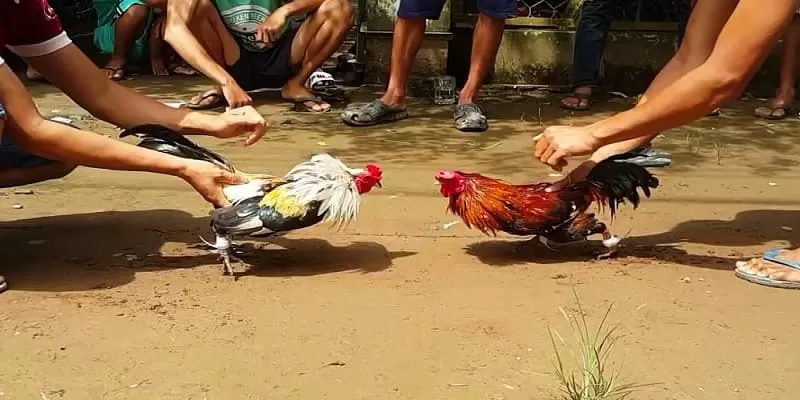 Đá gà thomo - Sảnh chơi hấp dẫn bậc nhất tại nhà cái uy tín